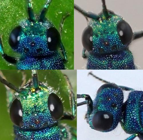 Réf. 254 802 : Chrysis terminata